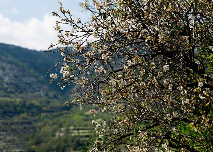 別荘 The Old Olive Mill House By Trulycyprus Dhoros