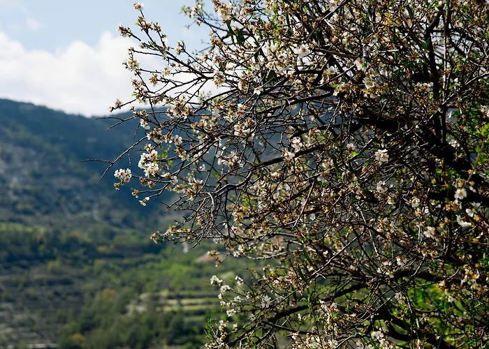 The Old Olive Mill House By Trulycyprus